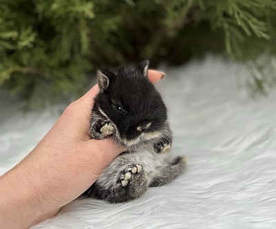 Кролик минор, карликовые кролики Сочи, карликовые кролики Краснодар, карликовые кролики Москва, карликовые кролики Ростов