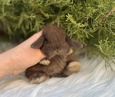 Miniя lop, Miniature Lop, карликовые кролики Ростов, карликовые кролики Сочи, карликовые кролики Краснодар