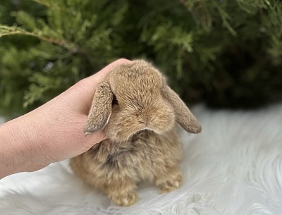 Mini lop, Miniature Lop, карликовые кролики Ростов, карликовые кролики Сочи, карликовые кролики Краснодар, Lion lop