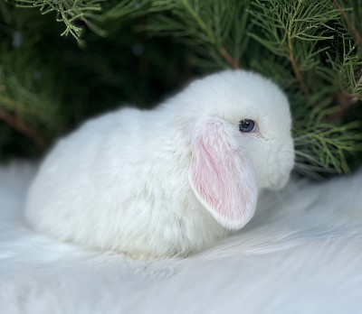 Miniя lop, Miniature Lop, карликовые кролики Ростов, карликовые кролики Сочи, карликовые кролики Краснодар