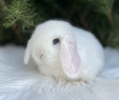 Miniя lop, Miniature Lop, карликовые кролики Ростов, карликовые кролики Сочи, карликовые кролики Краснодар