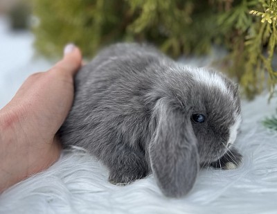 Miniя lop, Miniature Lop, карликовые кролики Ростов, карликовые кролики Сочи, карликовые кролики Краснодар