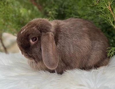 Miniature lop, Miniature Lop, карликовые кролики Ростов, карликовые кролики Сочи, карликовые кролики Краснодар, Минилоп