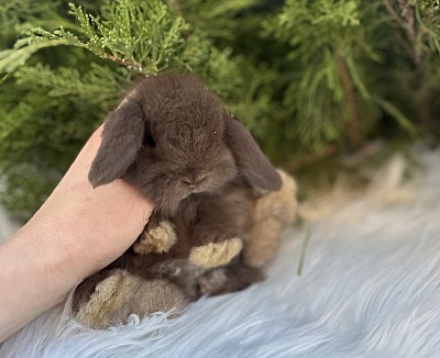 Miniя lop, Miniature Lop, карликовые кролики Ростов, карликовые кролики Сочи, карликовые кролики Краснодар