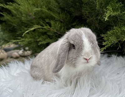 Минилоп, Mini lop, Miniature Lop, карликовые кролики Ростов, карликовые кролики Сочи, карликовые кролики Краснодар