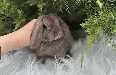 Кролик