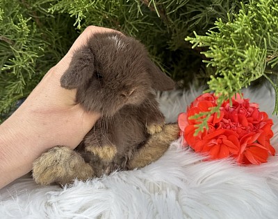 Mini lop, Miniature Lop, карликовые кролики Ростов, карликовые кролики Сочи, карликовые кролики Краснодар