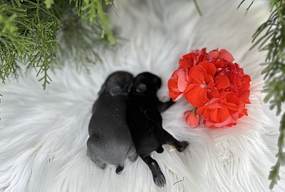 Mini lop, Miniature Lop, карликовые кролики Ростов, карликовые кролики Сочи, карликовые кролики Краснодар