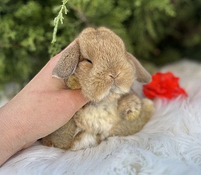 Mini lop, Miniature Lop, карликовые кролики Ростов, карликовые кролики Сочи, карликовые кролики Краснодар