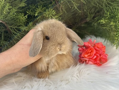 Mini lop, Miniature Lop, карликовые кролики Ростов, карликовые кролики Сочи, карликовые кролики Краснодар, кролик на Новый год, новогодний кролик, новогодние кролики