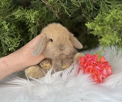 Mini lop, Miniature Lop, карликовые кролики Ростов, карликовые кролики Сочи, карликовые кролики Краснодар, кролик на Новый год, новогодний кролик, новогодние кролики