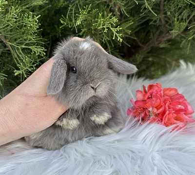 Mini lop, Miniature Lop, карликовые кролики Ростов, карликовые кролики Сочи, карликовые кролики Краснодар