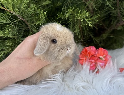 Mini lop, Miniature Lop, карликовые кролики Ростов, карликовые кролики Сочи, карликовые кролики Краснодар