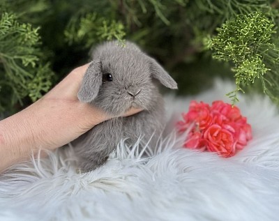 Mini lop, Miniature Lop, карликовые кролики Ростов, карликовые кролики Сочи, карликовые кролики Краснодар