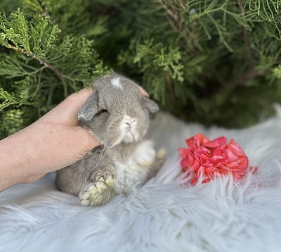 Mini lop, Miniature Lop, карликовые кролики Ростов, карликовые кролики Сочи, карликовые кролики Краснодар, карликовые кролики Ростов, карликовые кролики Москва, карликовые кролики Грозный
