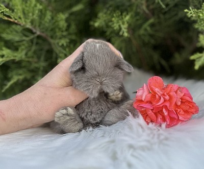 Mini lop, Miniature Lop, карликовые кролики Ростов, карликовые кролики Сочи, карликовые кролики Краснодар, карликовые кролики Ростов, карликовые кролики Москва, карликовые кролики Грозный