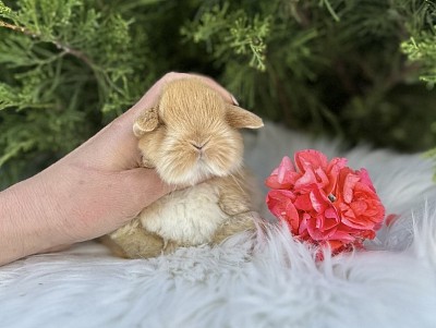 Mini lop, Miniature Lop, карликовые кролики Ростов, карликовые кролики Сочи, карликовые кролики Краснодар, карликовые кролики Ростов, карликовые кролики Москва, карликовые кролики Грозный