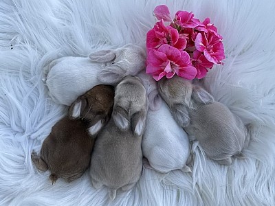 Mini lop, Miniature Lop, карликовые кролики Ростов, карликовые кролики Сочи, карликовые кролики Краснодар, кролик на Новый год, новогодний кролик, новогодние кролики