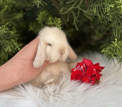 Mini lop, Miniature Lop, карликовые кролики Ростов, карликовые кролики Сочи, карликовые кролики Краснодар