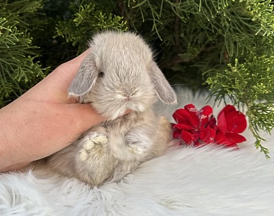 Mini lop, Miniature Lop, карликовые кролики Ростов, карликовые кролики Сочи, карликовые кролики Краснодар, кролик на Новый год, новогодний кролик, новогодние кролики