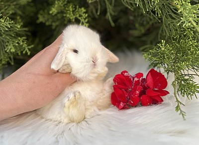 Mini lop, Miniature Lop, карликовые кролики Ростов, карликовые кролики Сочи, карликовые кролики Краснодар