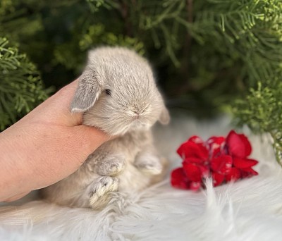 Mini lop, Miniature Lop, карликовые кролики Ростов, карликовые кролики Сочи, карликовые кролики Краснодар