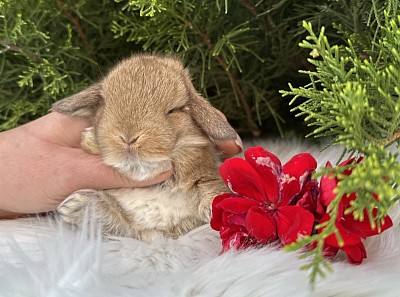 Mini lop, Miniature Lop, карликовые кролики Ростов, карликовые кролики Сочи, карликовые кролики Краснодар, кролик на Новый год, новогодний кролик, новогодние кролики