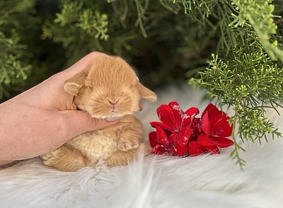 Mini lop, Miniature Lop, карликовые кролики Ростов, карликовые кролики Сочи, карликовые кролики Краснодар