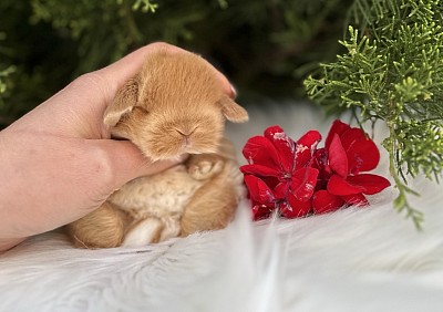 Mini lop, Miniature Lop, карликовые кролики Ростов, карликовые кролики Сочи, карликовые кролики Краснодар, кролик на Новый год, новогодний кролик, новогодние кролики