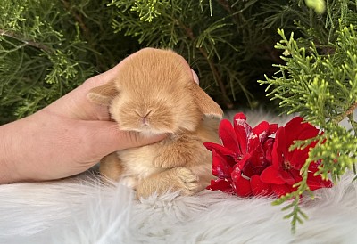 Mini lop, Miniature Lop, карликовые кролики Ростов, карликовые кролики Сочи, карликовые кролики Краснодар