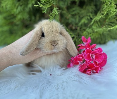 Miniature lop, Miniature Lop, карликовые кролики Ростов, карликовые кролики Сочи, карликовые кролики Краснодар, Минилоп