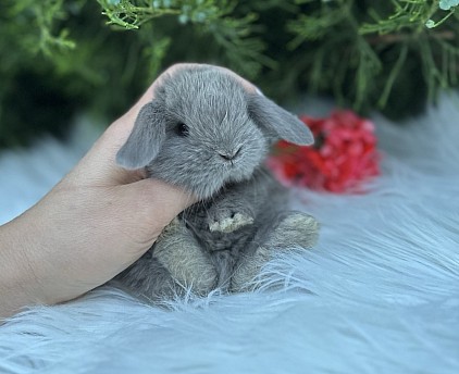Карликовый кролик