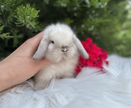 Mini lop, Miniature Lop, карликовые кролики Ростов, карликовые кролики Сочи, карликовые кролики Краснодар