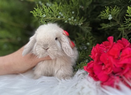 Mini lop, Miniature Lop, карликовые кролики Ростов, карликовые кролики Сочи, карликовые кролики Краснодар