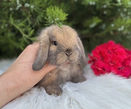 Miniя lop, Miniature Lop, карликовые кролики Ростов, карликовые кролики Сочи, карликовые кролики Краснодар