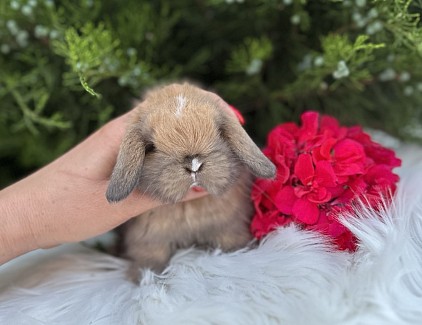 Miniя lop, Miniature Lop, карликовые кролики Ростов, карликовые кролики Сочи, карликовые кролики Краснодар
