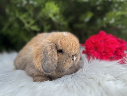 Mini lop, Miniature Lop, карликовые кролики Ростов, карликовые кролики Сочи, карликовые кролики Краснодар