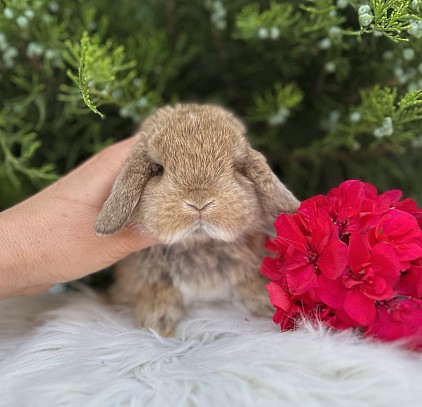 Mini lop, Miniature Lop, карликовые кролики Ростов, карликовые кролики Сочи, карликовые кролики Краснодар