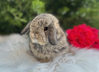 Mini lop, Miniature Lop, карликовые кролики Ростов, карликовые кролики Сочи, карликовые кролики Краснодар, Lion lop