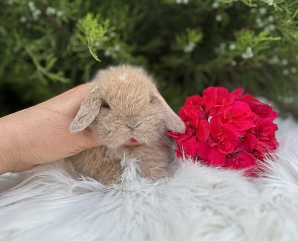 Mini lop, Miniature Lop, карликовые кролики Ростов, карликовые кролики Сочи, карликовые кролики Краснодар