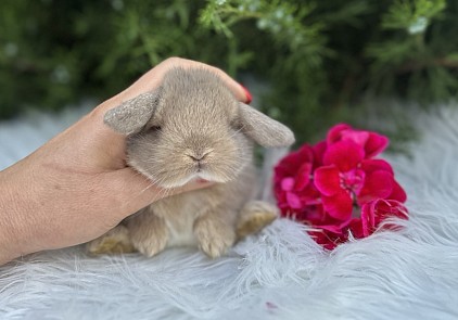 Mini lop, Miniature Lop, карликовые кролики Ростов, карликовые кролики Сочи, карликовые кролики Краснодар