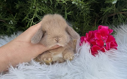 Mini lop, Miniature Lop, карликовые кролики Ростов, карликовые кролики Сочи, карликовые кролики Краснодар