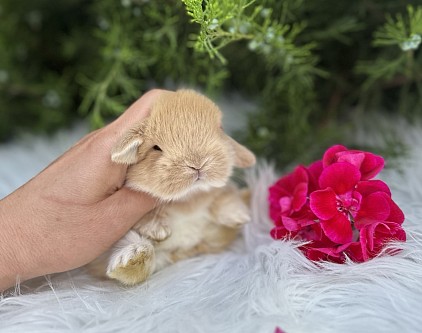 Mini lop, Miniature Lop, карликовые кролики Ростов, карликовые кролики Сочи, карликовые кролики Краснодар