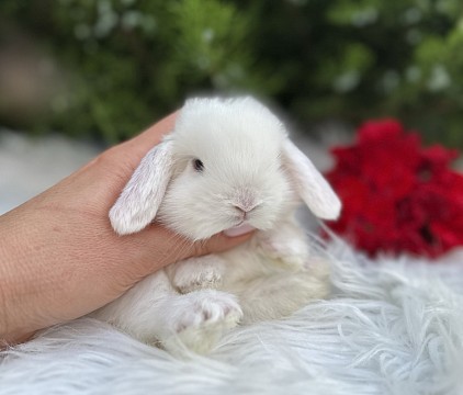 Mini lop, Miniature Lop, карликовые кролики Ростов, карликовые кролики Сочи, карликовые кролики Краснодар