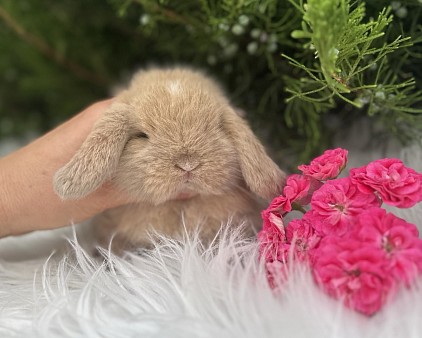 Mini lop, Miniature Lop, карликовые кролики Ростов, карликовые кролики Сочи, карликовые кролики Краснодар