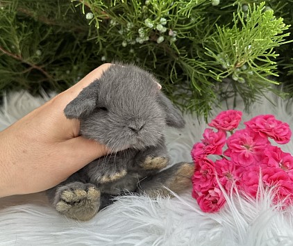 Mini lop, Miniature Lop, карликовые кролики Ростов, карликовые кролики Сочи, карликовые кролики Краснодар, кролик на Новый год, новогодний кролик, новогодние кролики