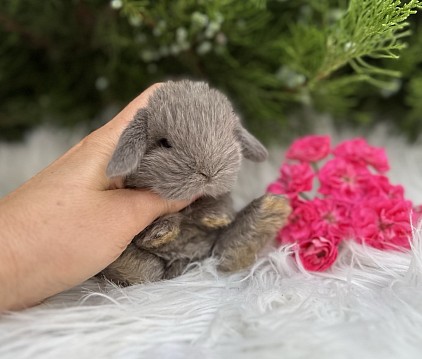 Mini lop, Miniature Lop, карликовые кролики Ростов, карликовые кролики Сочи, карликовые кролики Краснодар