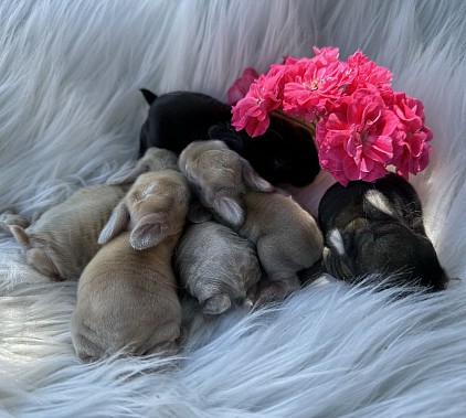Mini lop, Miniature Lop, карликовые кролики Ростов, карликовые кролики Сочи, карликовые кролики Краснодар, кролик на Новый год, новогодний кролик, новогодние кролики