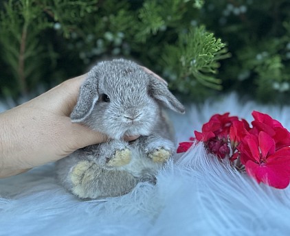 Mini lop, Miniature Lop, карликовые кролики Ростов, карликовые кролики Сочи, карликовые кролики Краснодар
