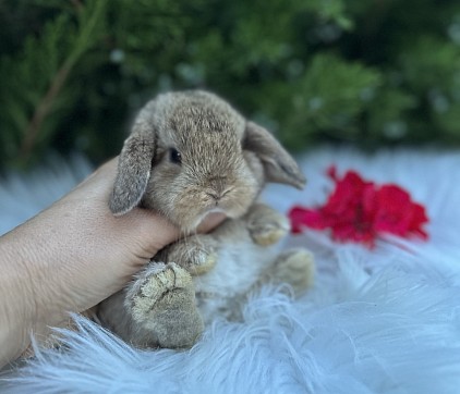 Mini lop, Miniature Lop, карликовые кролики Ростов, карликовые кролики Сочи, карликовые кролики Краснодар, кролик на Новый год, новогодний кролик, новогодние кролики